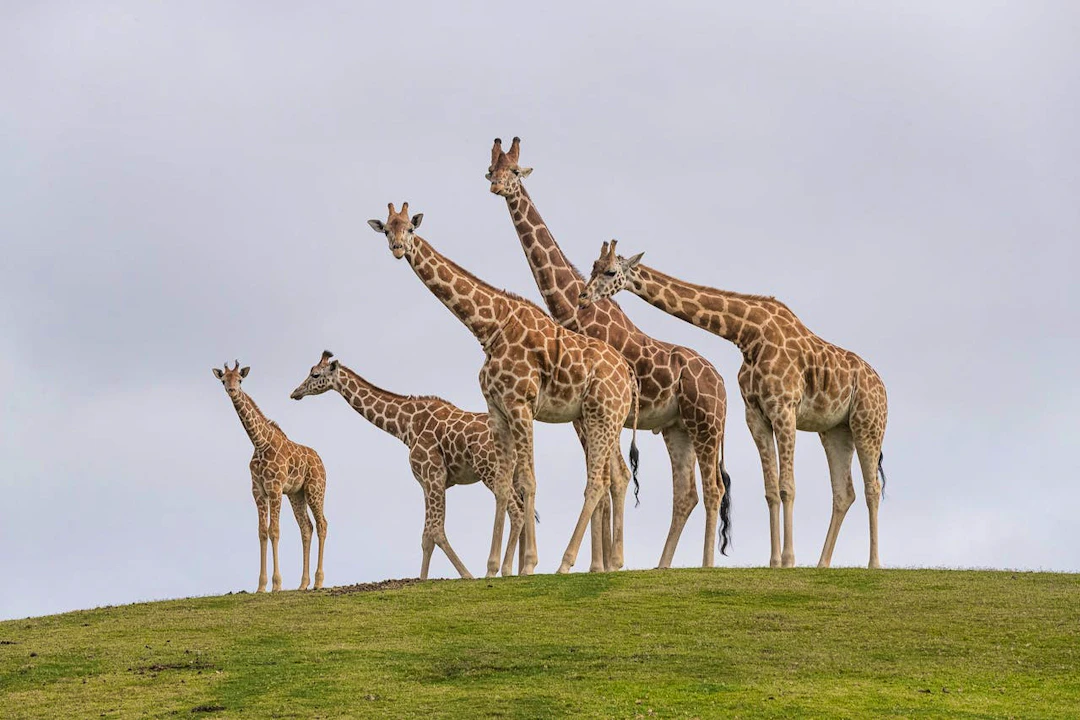 San Diego Zoo Safari Park Ticket Category
